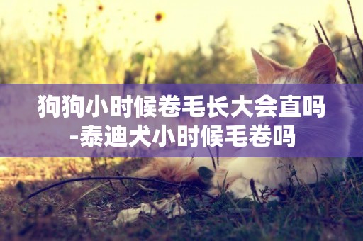 狗狗小時候卷毛長大會直嗎-泰迪犬小時候毛卷嗎