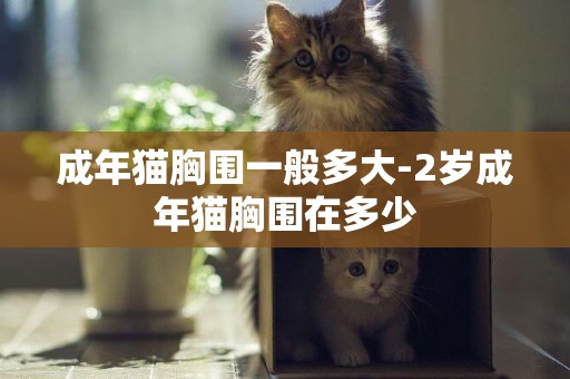 成年貓胸圍一般多大-2歲成年貓胸圍在多少