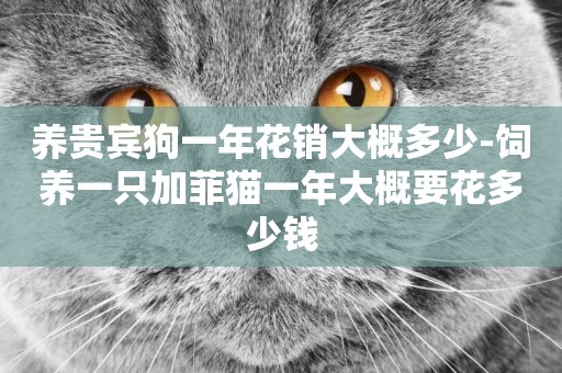 養貴賓狗一年花銷大概多少-飼養一只加菲貓一年大概要花多少錢