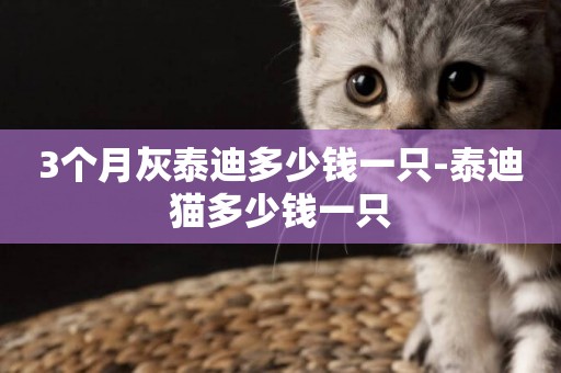 3個月灰泰迪多少錢一只-泰迪貓多少錢一只