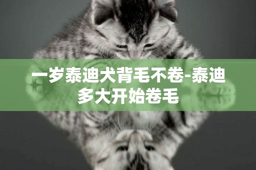 一歲泰迪犬背毛不卷-泰迪多大開始卷毛