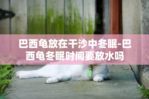 巴西龜放在干沙中冬眠-巴西龜冬眠時間要放水嗎