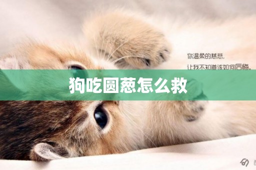 狗吃圓蔥怎么救