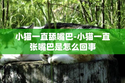 小貓一直舔嘴巴-小貓一直張嘴巴是怎么回事