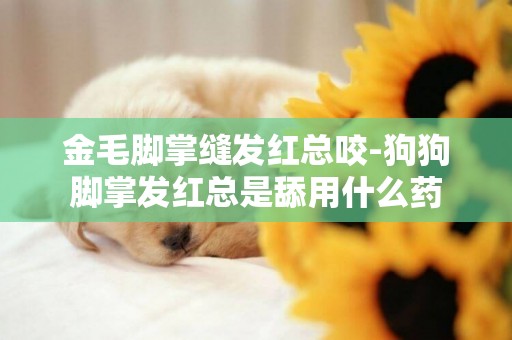 金毛腳掌縫發紅總咬-狗狗腳掌發紅總是舔用什么藥