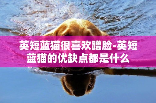 英短藍貓很喜歡蹭臉-英短藍貓的優缺點都是什么