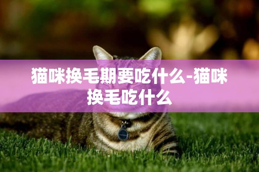 貓咪換毛期要吃什么-貓咪換毛吃什么