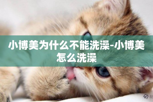 小博美為什么不能洗澡-小博美怎么洗澡