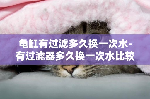 龜缸有過濾多久換一次水-有過濾器多久換一次水比較好