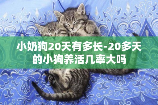 小奶狗20天有多長-20多天的小狗養活幾率大嗎