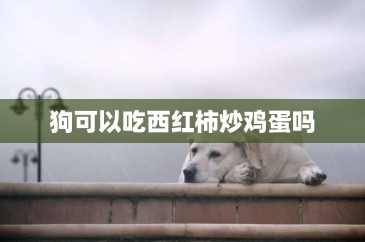 狗可以吃西紅柿炒雞蛋嗎
