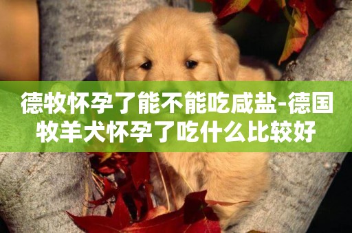 德牧懷孕了能不能吃咸鹽-德國牧羊犬懷孕了吃什么比較好