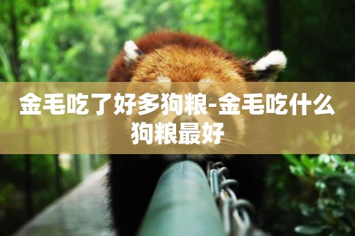 金毛吃了好多狗糧-金毛吃什么狗糧最好