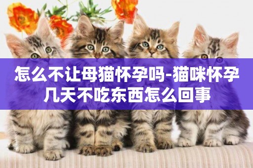 怎么不讓母貓懷孕嗎-貓咪懷孕幾天不吃東西怎么回事