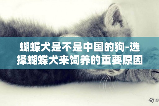 蝴蝶犬是不是中國的狗-選擇蝴蝶犬來飼養的重要原因是什么