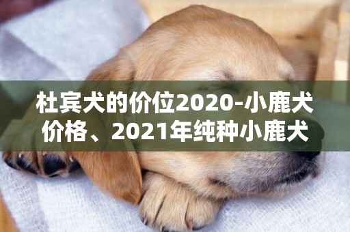 杜賓犬的價位2020-小鹿犬價格、2021年純種小鹿犬多少錢一只