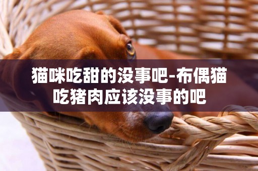 貓咪吃甜的沒事吧-布偶貓吃豬肉應該沒事的吧