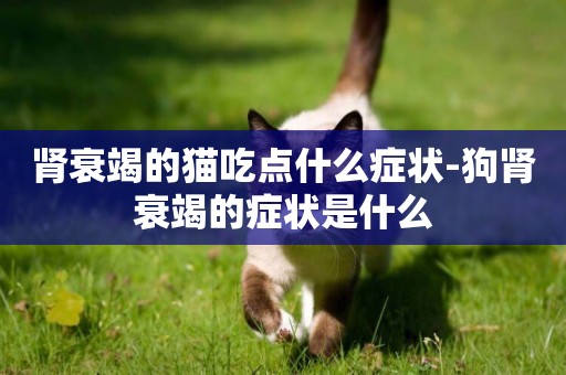 腎衰竭的貓吃點什么癥狀-狗腎衰竭的癥狀是什么