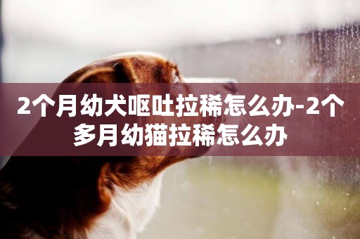 2個月幼犬嘔吐拉稀怎么辦-2個多月幼貓拉稀怎么辦
