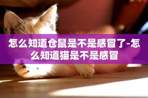 怎么知道倉鼠是不是感冒了-怎么知道貓是不是感冒
