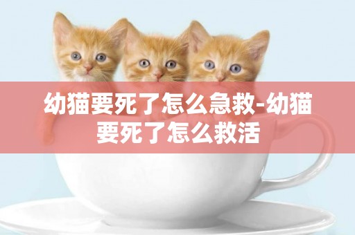 幼貓要死了怎么急救-幼貓要死了怎么救活