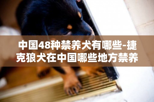 中國48種禁養犬有哪些-捷克狼犬在中國哪些地方禁養