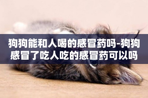 狗狗能和人喝的感冒藥嗎-狗狗感冒了吃人吃的感冒藥可以嗎