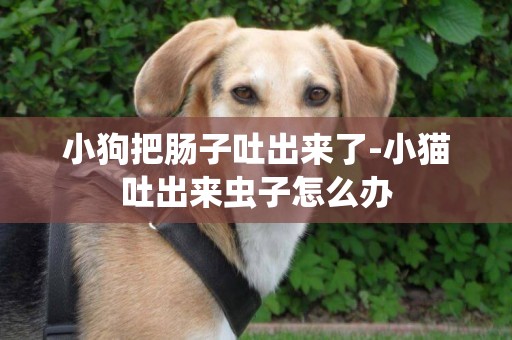 小狗把腸子吐出來了-小貓吐出來蟲子怎么辦