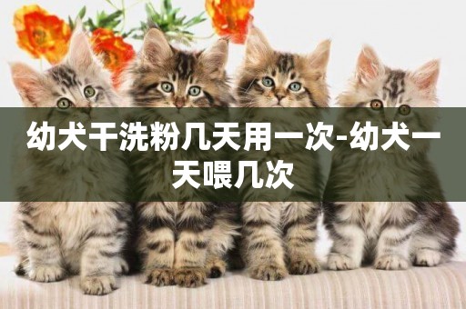 幼犬干洗粉幾天用一次-幼犬一天喂幾次