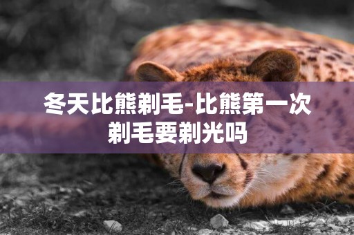 冬天比熊剃毛-比熊第一次剃毛要剃光嗎