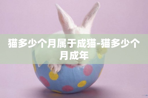 貓多少個月屬于成貓-貓多少個月成年