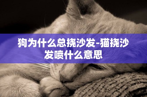 狗為什么總撓沙發-貓撓沙發噴什么意思
