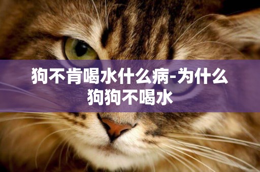 狗不肯喝水什么病-為什么狗狗不喝水