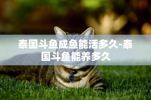 泰國斗魚成魚能活多久-泰國斗魚能養多久