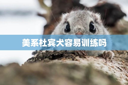 美系杜賓犬容易訓練嗎