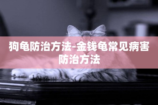 狗龜防治方法-金錢龜常見病害防治方法