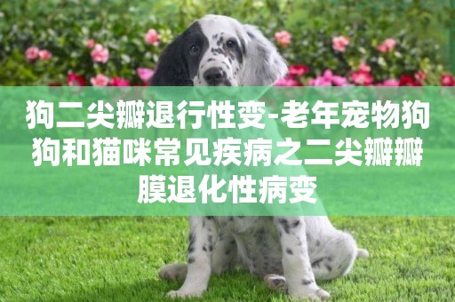狗二尖瓣退行性變-老年寵物狗狗和貓咪常見疾病之二尖瓣瓣膜退化性病變