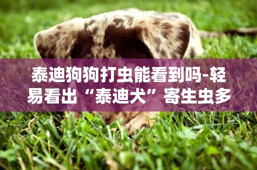 泰迪狗狗打蟲能看到嗎-輕易看出“泰迪犬”寄生蟲多不多