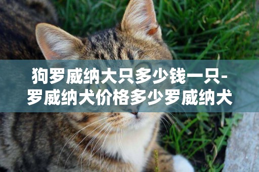 狗羅威納大只多少錢一只-羅威納犬價格多少羅威納犬多少錢一只