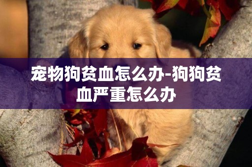 寵物狗貧血怎么辦-狗狗貧血嚴重怎么辦