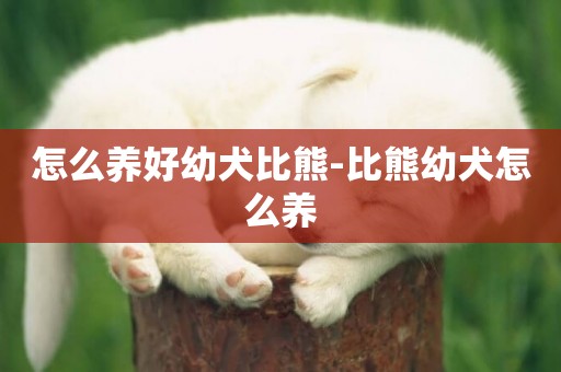 怎么養好幼犬比熊-比熊幼犬怎么養