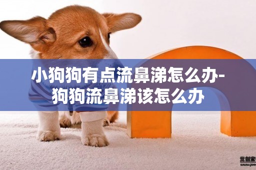 小狗狗有點流鼻涕怎么辦-狗狗流鼻涕該怎么辦