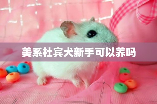 美系杜賓犬新手可以養嗎