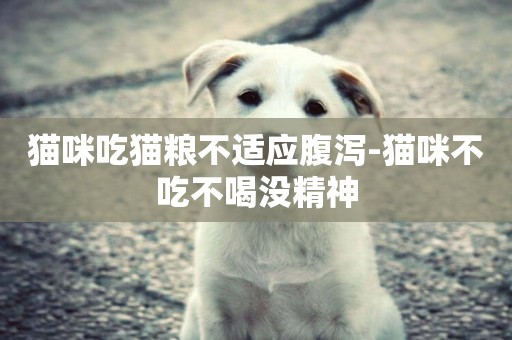 貓咪吃貓糧不適應腹瀉-貓咪不吃不喝沒精神