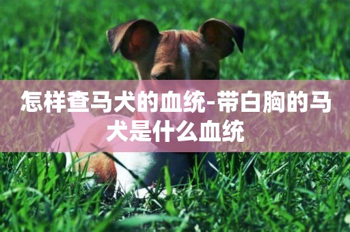 怎樣查馬犬的血統-帶白胸的馬犬是什么血統