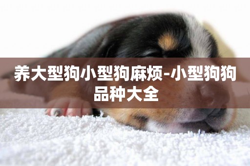 養大型狗小型狗麻煩-小型狗狗品種大全