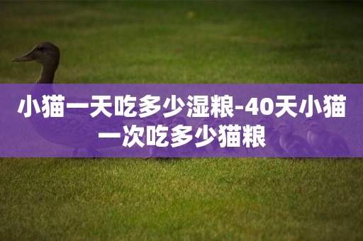 小貓一天吃多少濕糧-40天小貓一次吃多少貓糧