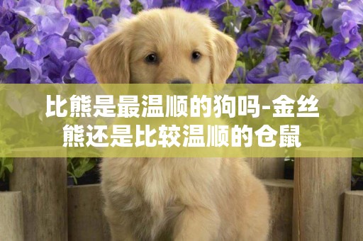 比熊是最溫順的狗嗎-金絲熊還是比較溫順的倉鼠