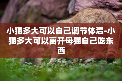 小貓多大可以自己調節體溫-小貓多大可以離開母貓自己吃東西