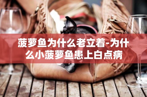 菠蘿魚為什么老立著-為什么小菠蘿魚患上白點病